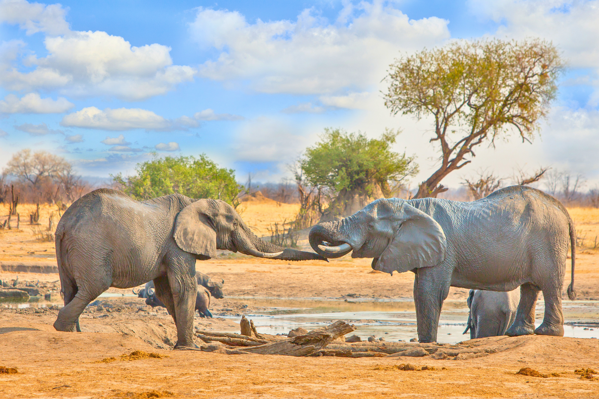 hwange national park (2).webp